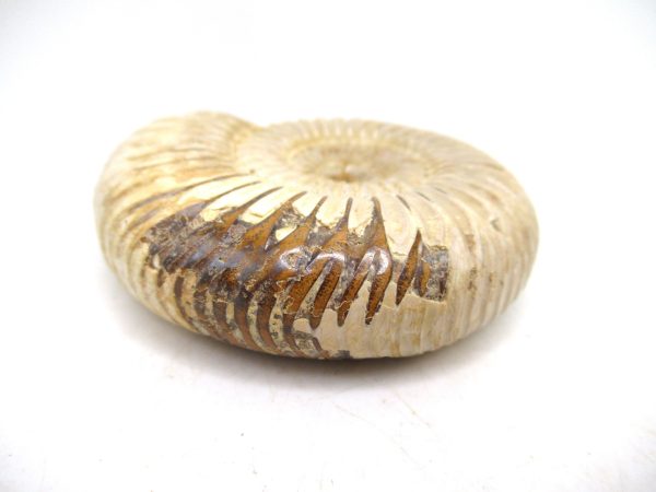 Perisphinctes Polished Ammonite from Madagascar #29 - Image 3