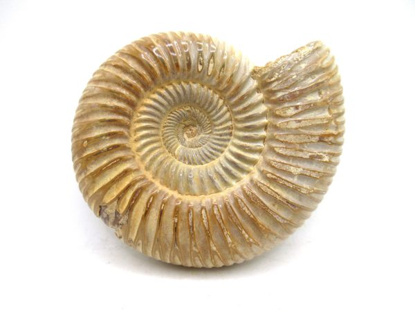 Perisphinctes Polished Ammonite from Madagascar #30