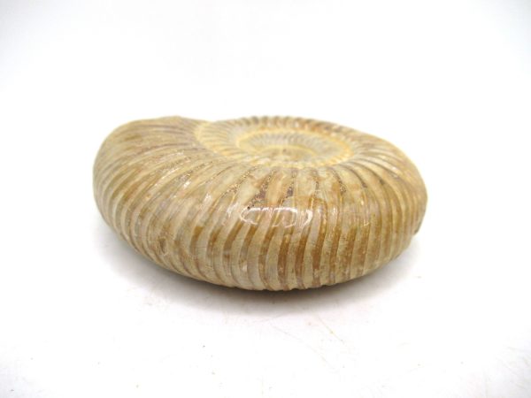 Perisphinctes Polished Ammonite from Madagascar #30 - Image 3