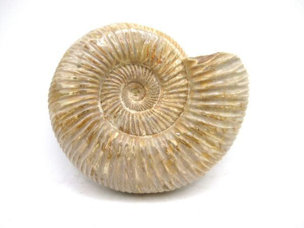 Perisphinctes Polished Ammonite from Madagascar #31