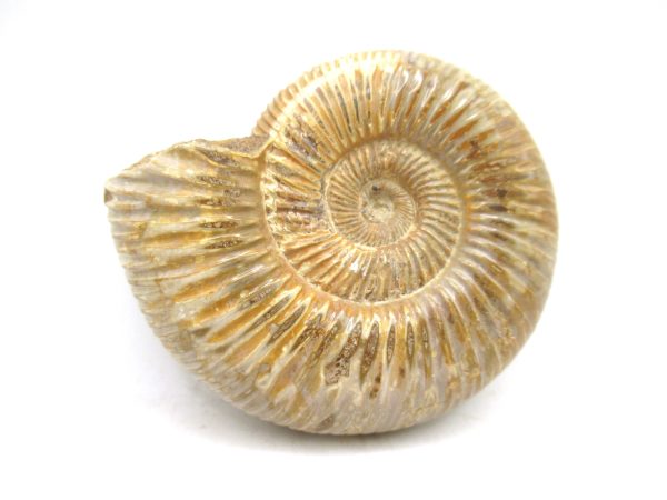 Perisphinctes Polished Ammonite from Madagascar #31 - Image 2