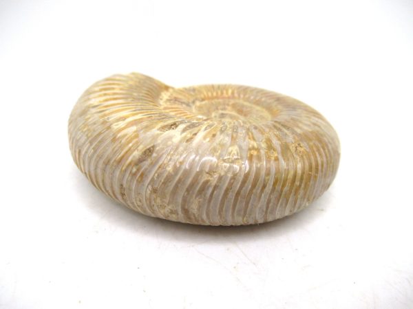 Perisphinctes Polished Ammonite from Madagascar #31 - Image 3