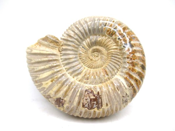 Perisphinctes Polished Ammonite from Madagascar #32