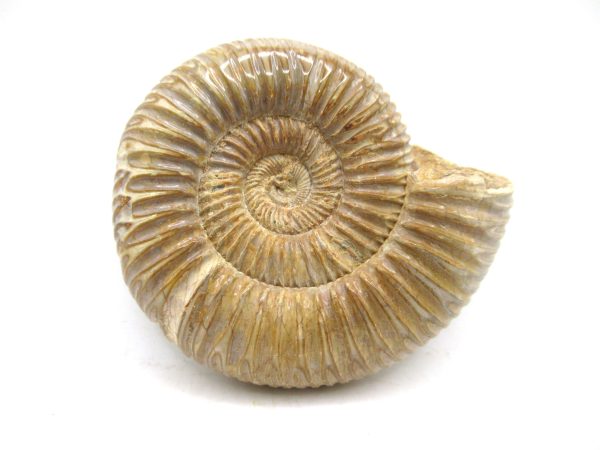 Perisphinctes Polished Ammonite from Madagascar #32 - Image 2