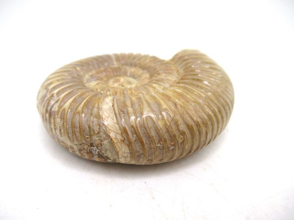 Perisphinctes Polished Ammonite from Madagascar #32 - Image 3