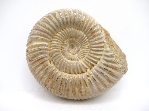 Perisphinctes Polished Ammonite from Madagascar #33