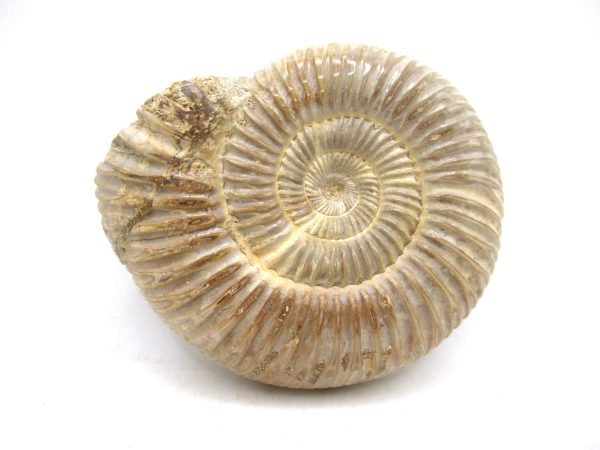 Perisphinctes Polished Ammonite from Madagascar #33 - Image 2