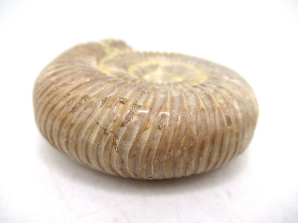Perisphinctes Polished Ammonite from Madagascar #33 - Image 3