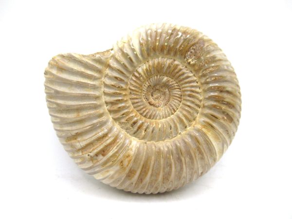 Perisphinctes Polished Ammonite from Madagascar #34