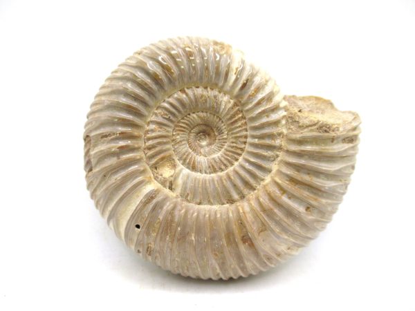 Perisphinctes Polished Ammonite from Madagascar #34 - Image 2
