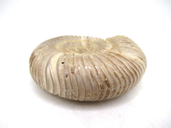 Perisphinctes Polished Ammonite from Madagascar #34 - Image 3