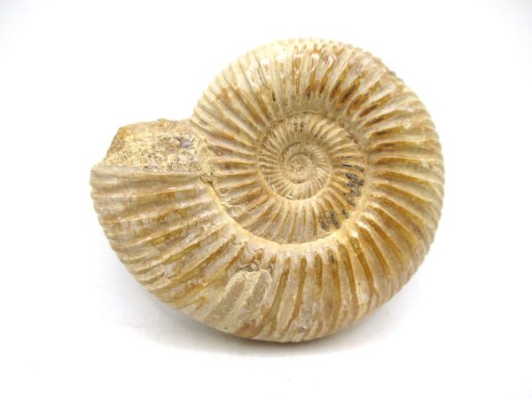 Perisphinctes Polished Ammonite from Madagascar #35