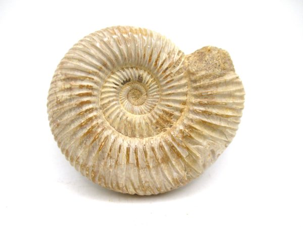 Perisphinctes Polished Ammonite from Madagascar #35 - Image 2