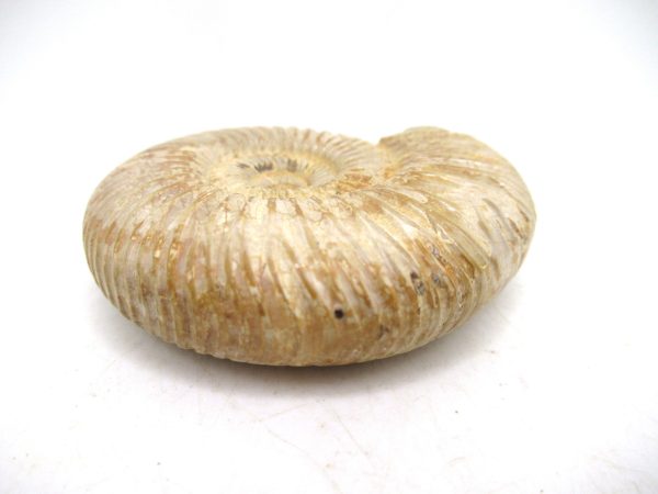 Perisphinctes Polished Ammonite from Madagascar #35 - Image 3