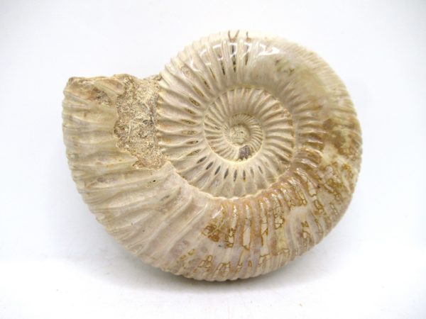 Perisphinctes Polished Ammonite from Madagascar #36