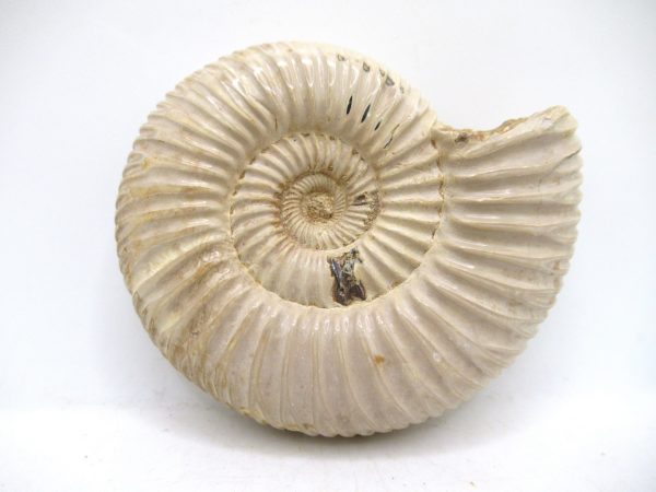 Perisphinctes Polished Ammonite from Madagascar #36 - Image 2
