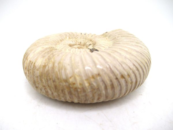 Perisphinctes Polished Ammonite from Madagascar #36 - Image 3