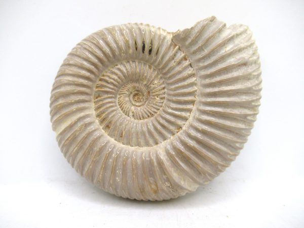 Perisphinctes Polished Ammonite from Madagascar #37