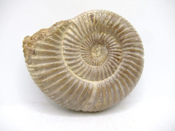 Perisphinctes Polished Ammonite from Madagascar #37 - Image 2