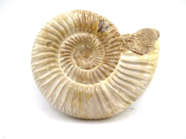 Perisphinctes Polished Ammonite from Madagascar #38
