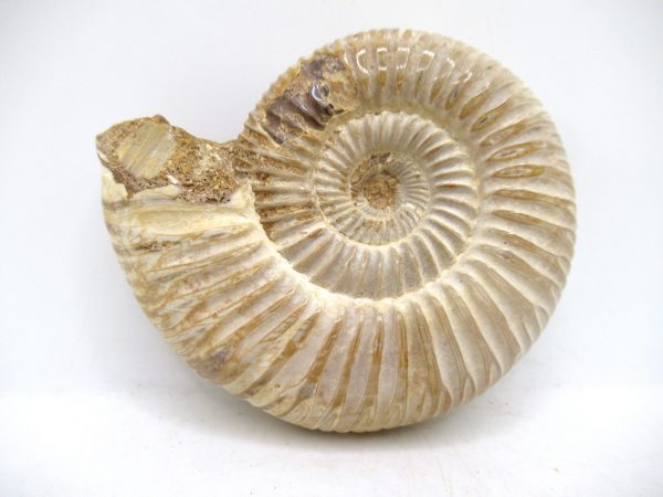 Perisphinctes Polished Ammonite from Madagascar #38 - Image 2