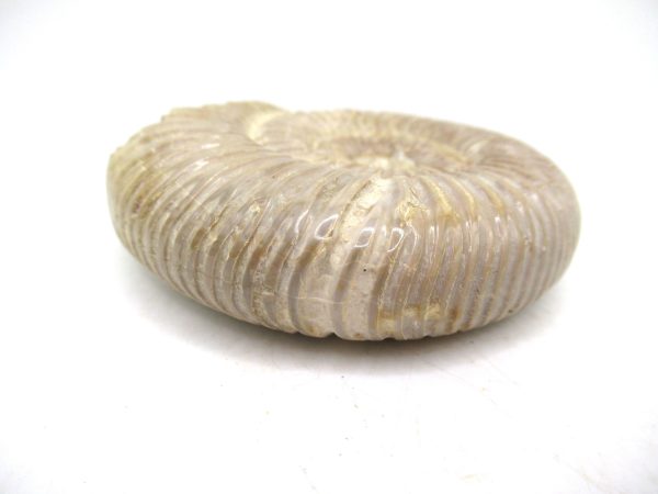 Perisphinctes Polished Ammonite from Madagascar #38 - Image 3