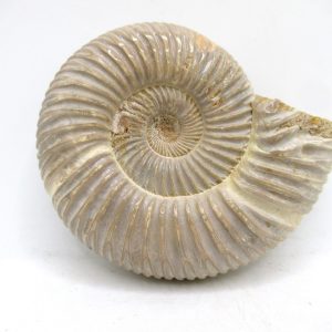 Perisphinctes Polished Ammonite from Madagascar #39