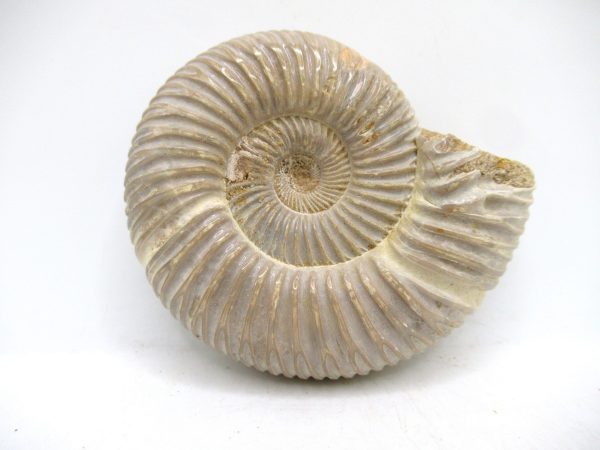 Perisphinctes Polished Ammonite from Madagascar #39