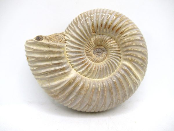 Perisphinctes Polished Ammonite from Madagascar #39 - Image 2