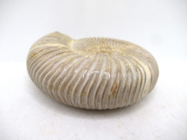 Perisphinctes Polished Ammonite from Madagascar #39 - Image 3