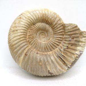 Perisphinctes Polished Ammonite from Madagascar #40