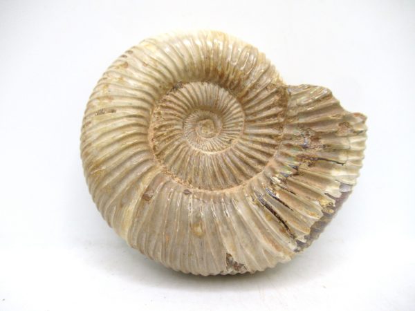 Perisphinctes Polished Ammonite from Madagascar #40