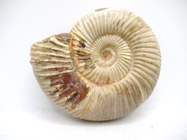 Perisphinctes Polished Ammonite from Madagascar #40 - Image 2