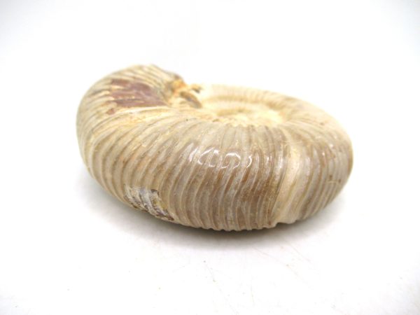Perisphinctes Polished Ammonite from Madagascar #40 - Image 3