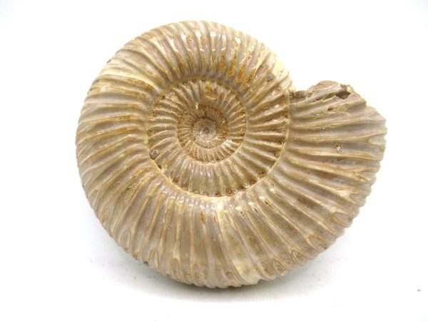 Perisphinctes Polished Ammonite from Madagascar #41
