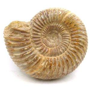 Perisphinctes Polished Ammonite from Madagascar #42