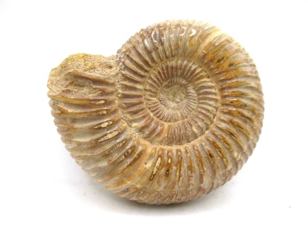 Perisphinctes Polished Ammonite from Madagascar #42