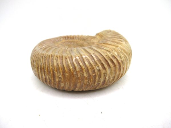 Perisphinctes Polished Ammonite from Madagascar #42 - Image 3