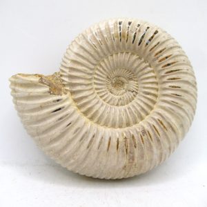 Perisphinctes Polished Ammonite from Madagascar #43