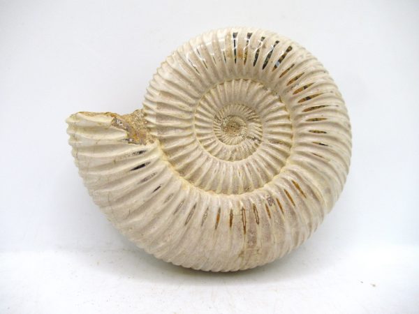 Perisphinctes Polished Ammonite from Madagascar #43