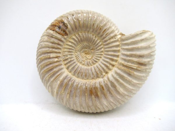 Perisphinctes Polished Ammonite from Madagascar #43 - Image 2