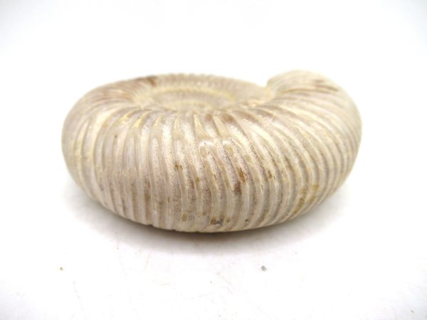 Perisphinctes Polished Ammonite from Madagascar #43 - Image 3