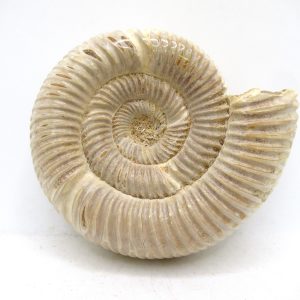 Perisphinctes Polished Ammonite from Madagascar #44