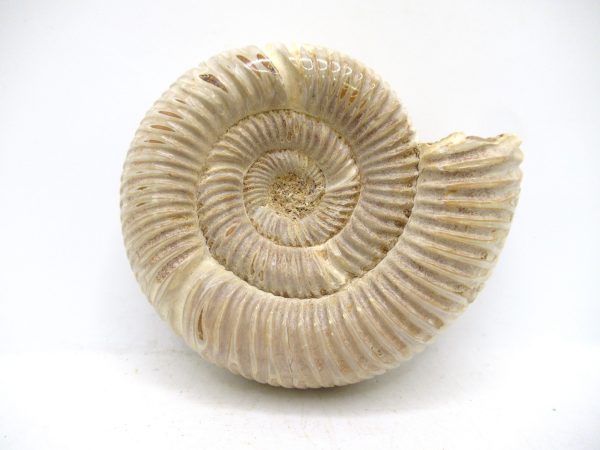 Perisphinctes Polished Ammonite from Madagascar #44