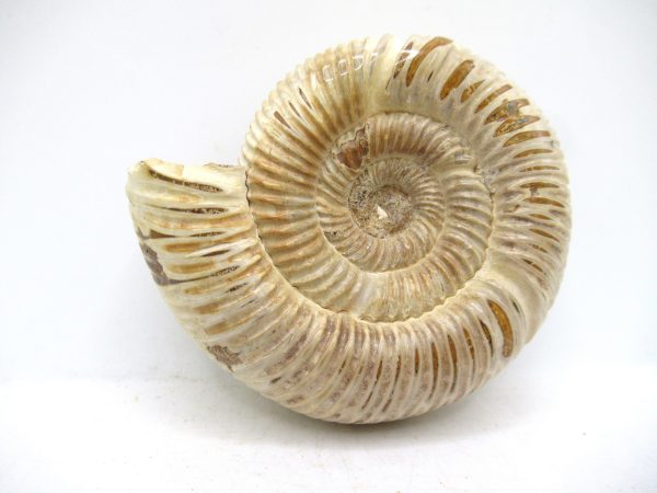 Perisphinctes Polished Ammonite from Madagascar #44 - Image 2
