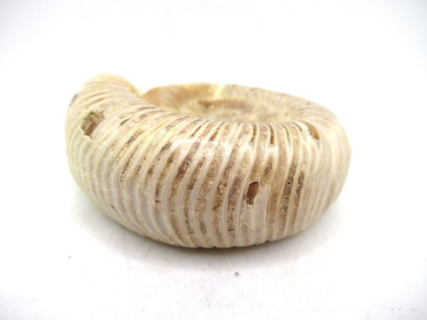 Perisphinctes Polished Ammonite from Madagascar #44 - Image 3