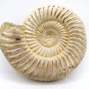 Perisphinctes Polished Ammonite from Madagascar #45