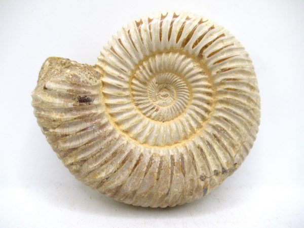 Perisphinctes Polished Ammonite from Madagascar #45