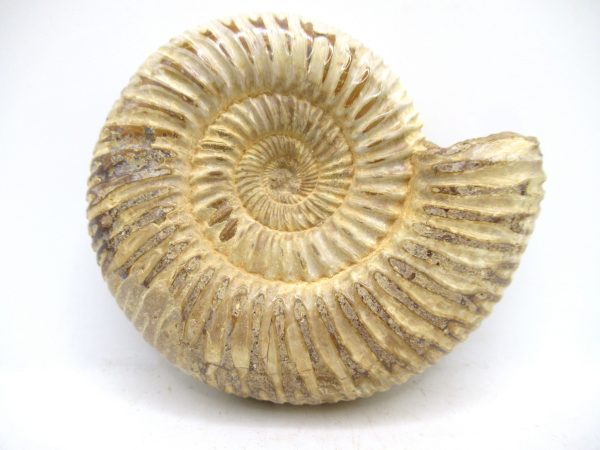 Perisphinctes Polished Ammonite from Madagascar #45 - Image 2