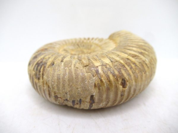 Perisphinctes Polished Ammonite from Madagascar #45 - Image 3